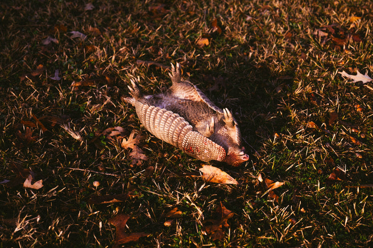 ded armadillo