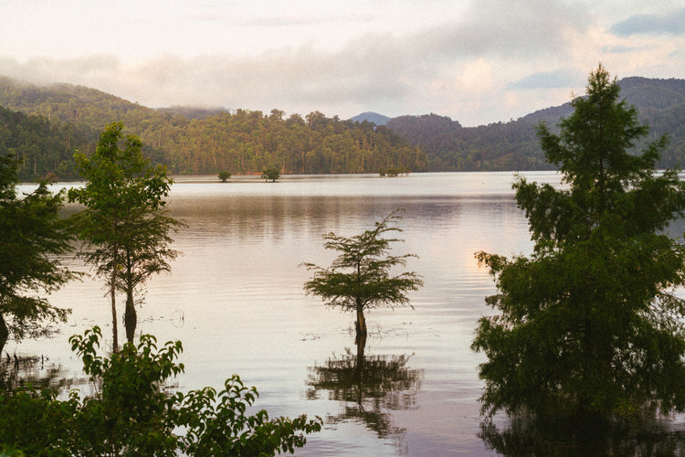 Ocoee