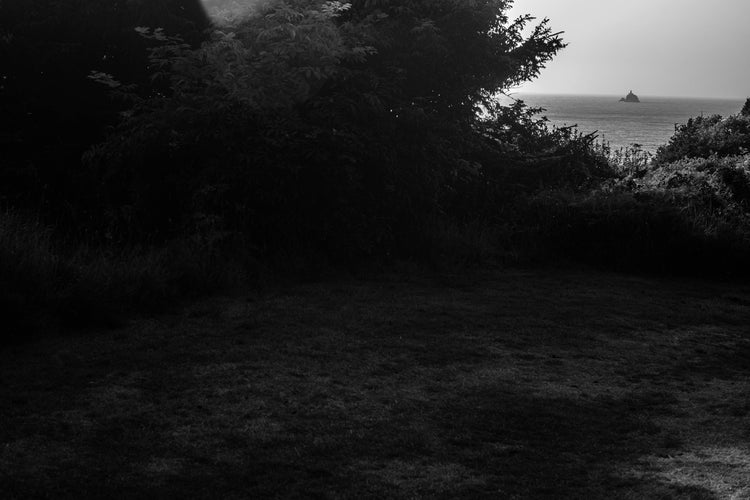 A Photo of Grass in Beautiful Black and White