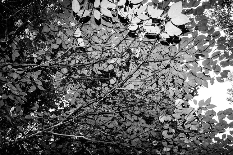 Surface