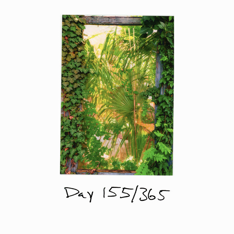 Day 155/365 Lush