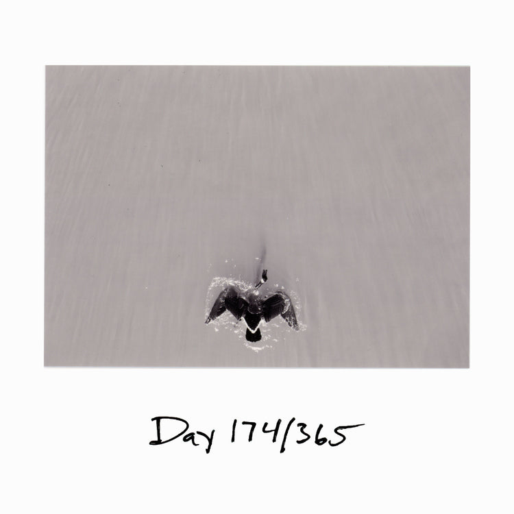 Day 174/365 Birds Aren't Real
