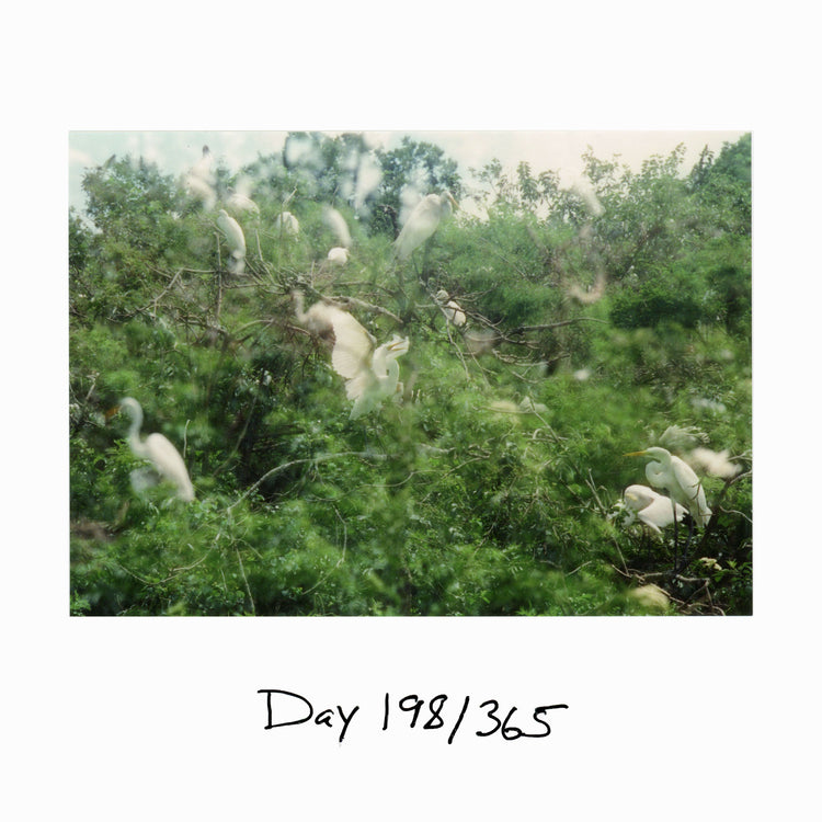 Day 198/365 White Scavengers