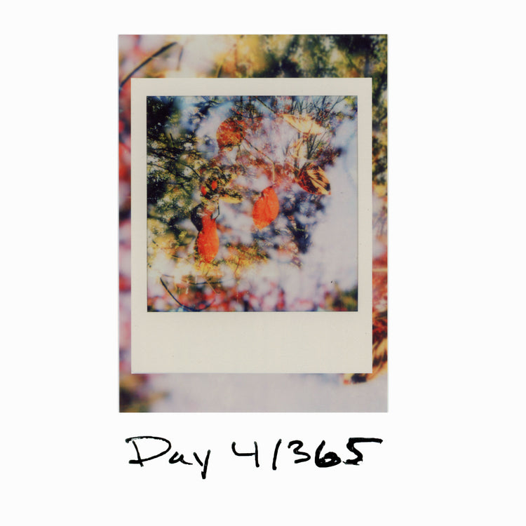 Day 4/365 "A Reminder"