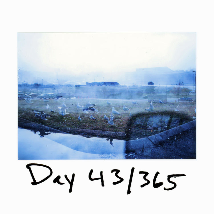 Day 43/365 Seagull Perspective