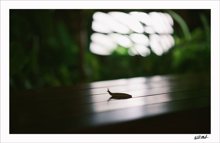 Slug