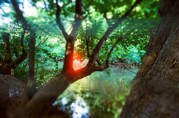 Red Eye, Green Forest