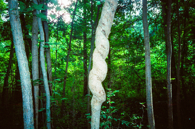 Twisted