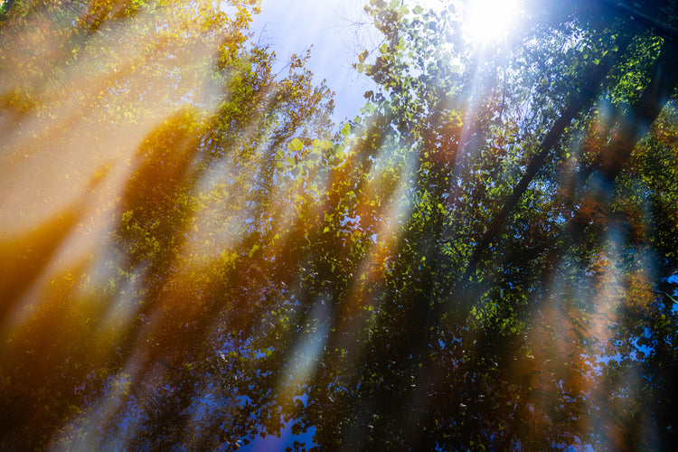 Crepuscular