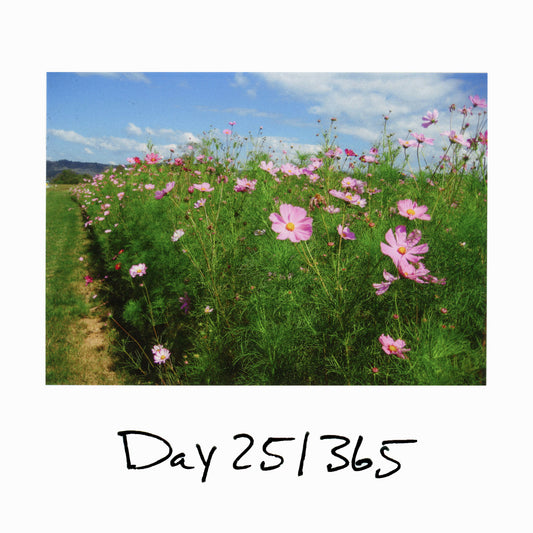 Day 25/365 A Complaint