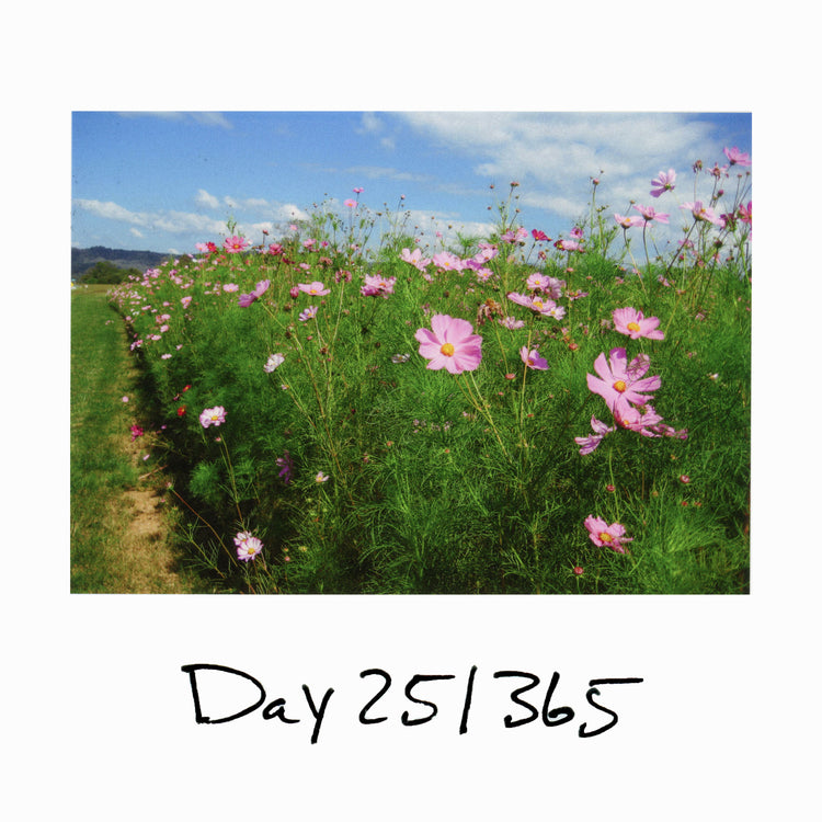 Day 25/365 A Complaint