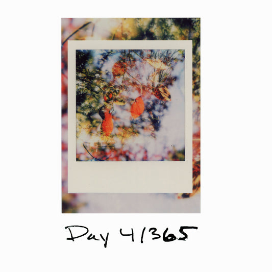 Day 4/365 "A Reminder"