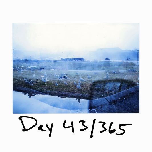 Day 43/365 Seagull Perspective