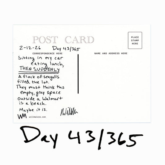 Day 43/365 Seagull Perspective