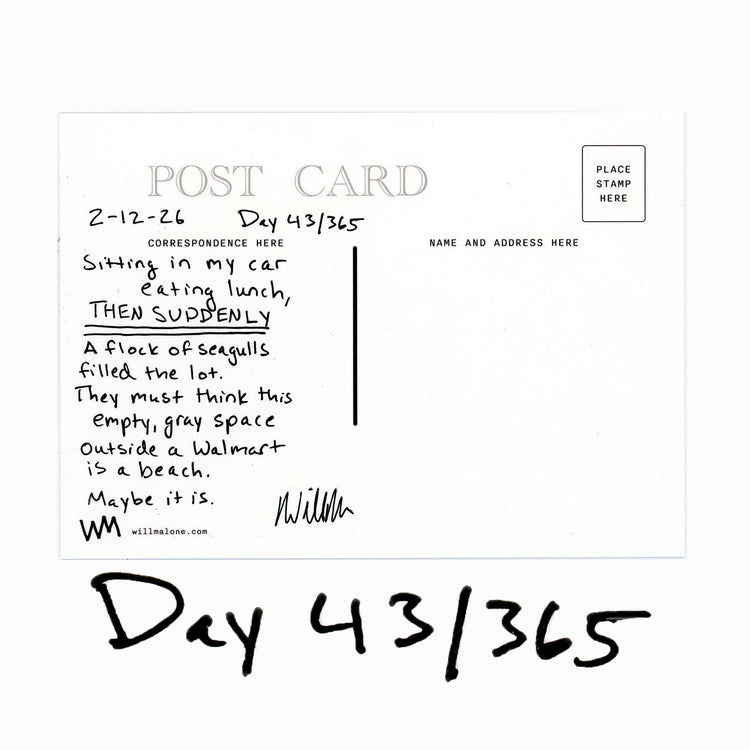 Day 43/365 Seagull Perspective