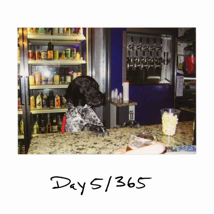 Day 5/365 "Dog in a Bar"
