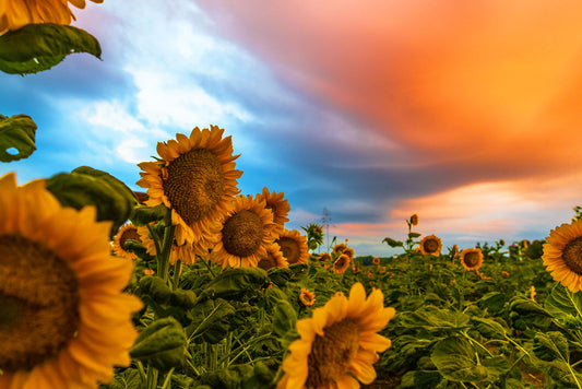 Denver Downs Sunflower Sunrise