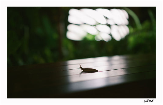 Slug