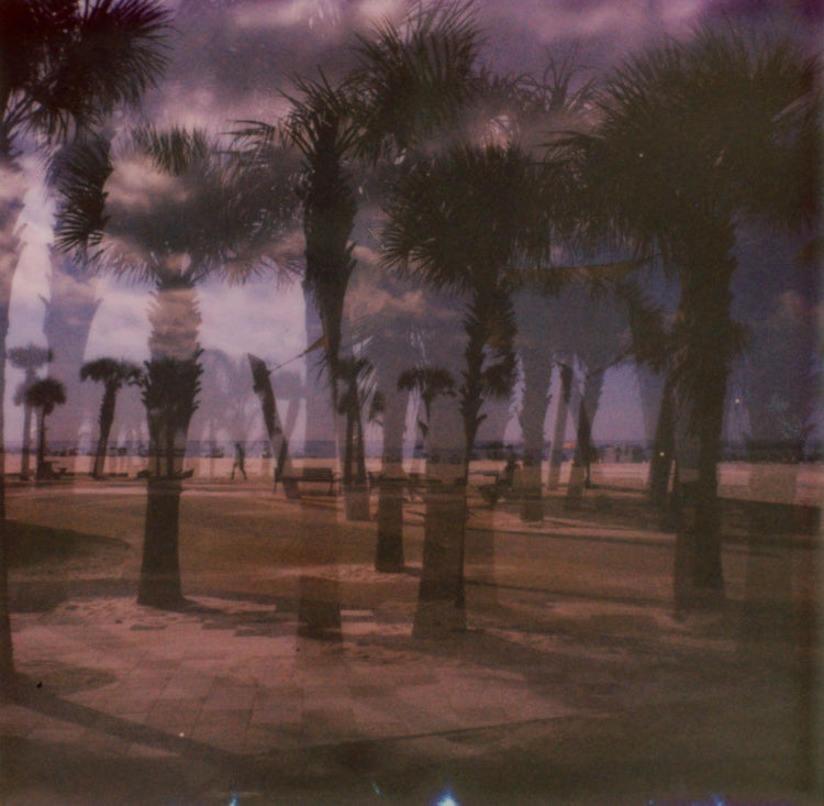 Wild Palm 2