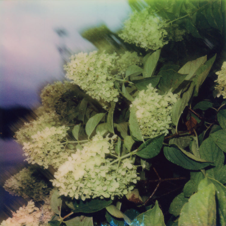 Hydrangea Dream